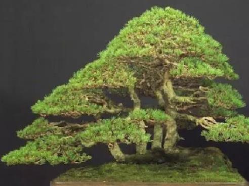 世界十大金獎(jiǎng)盆景排行榜,中國(guó)黃雀梅盆景位列第五