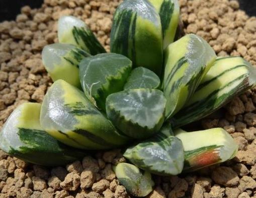 世界十大最貴多肉排行榜,原始劍斯諾娃多肉高達(dá)600萬!