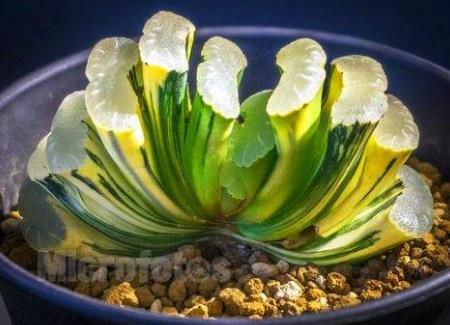 世界十大最貴多肉排行榜,原始劍斯諾娃多肉高達(dá)600萬!