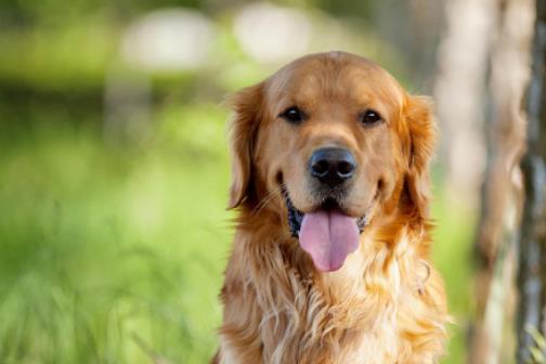 世界十大最忠誠的狗排名,拉布拉多尋回犬常用于服務犬
