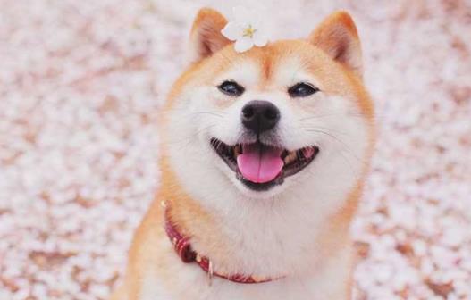 世界十大最忠誠的狗排名,拉布拉多尋回犬常用于服務犬