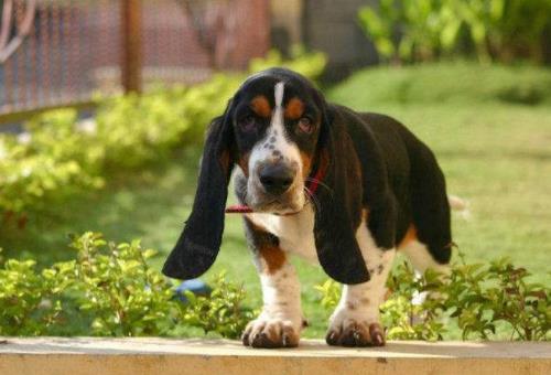 世界上最笨的十種狗狗排行榜,阿富汗獵犬、巴仙吉犬空有顏值
