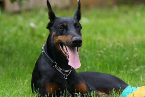 十大最安靜的狗狗排名,巴哥犬、喜樂(lè)蒂牧羊犬都不愛叫