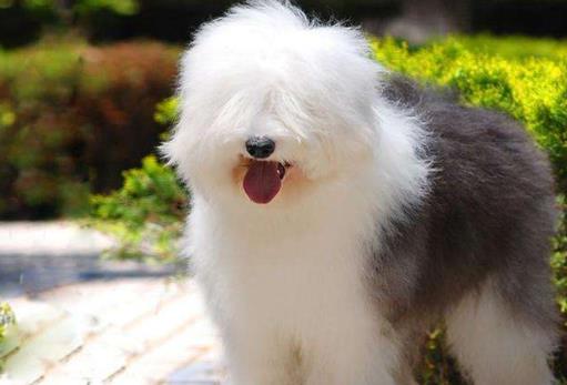 十大最安靜的狗狗排名,巴哥犬、喜樂(lè)蒂牧羊犬都不愛叫