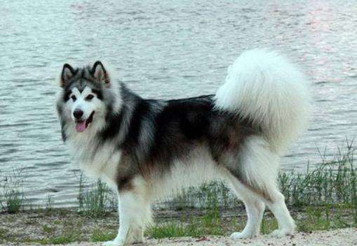十大最安靜的狗狗排名,巴哥犬、喜樂(lè)蒂牧羊犬都不愛叫
