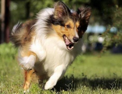 十大最安靜的狗狗排名,巴哥犬、喜樂(lè)蒂牧羊犬都不愛叫