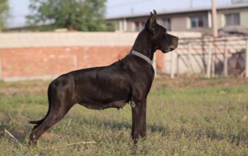 十大最安靜的狗狗排名,巴哥犬、喜樂(lè)蒂牧羊犬都不愛叫