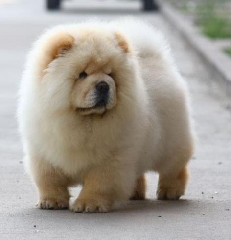 十大最安靜的狗狗排名,巴哥犬、喜樂(lè)蒂牧羊犬都不愛叫