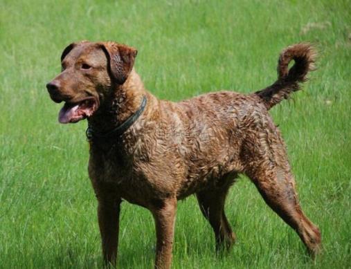 世界十大最干凈的寵物狗排名,柴犬、墨西哥無毛犬都很適合飼養(yǎng)