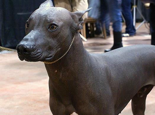 世界十大最干凈的寵物狗排名,柴犬、墨西哥無毛犬都很適合飼養(yǎng)