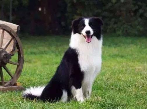 世界十大最干凈的寵物狗排名,柴犬、墨西哥無毛犬都很適合飼養(yǎng)