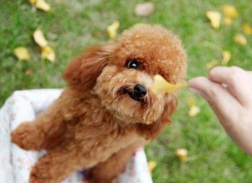 世界十大最干凈的寵物狗排名,柴犬、墨西哥無毛犬都很適合飼養(yǎng)