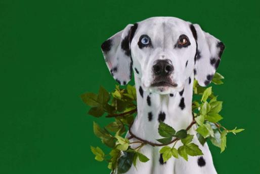 世界十大最干凈的寵物狗排名,柴犬、墨西哥無毛犬都很適合飼養(yǎng)