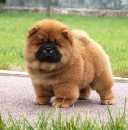 世界十大最干凈的寵物狗排名,柴犬、墨西哥無毛犬都很適合飼養(yǎng)