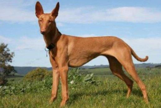世界十大最干凈的寵物狗排名,柴犬、墨西哥無毛犬都很適合飼養(yǎng)