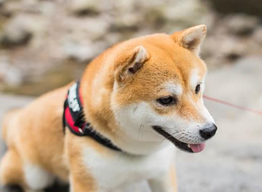 世界十大最干凈的寵物狗排名,柴犬、墨西哥無毛犬都很適合飼養(yǎng)