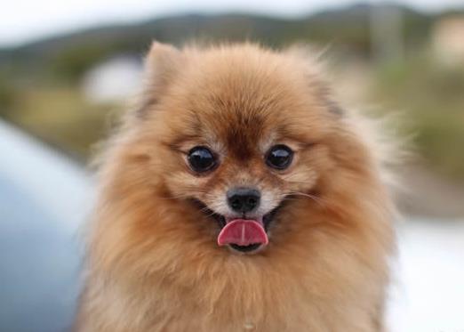 世界十大最長壽的寵物狗排名,吉娃娃、貴賓犬的壽命都很長
