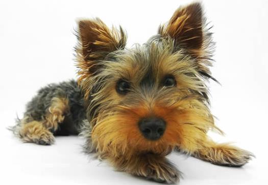 世界十大最長壽的寵物狗排名,吉娃娃、貴賓犬的壽命都很長