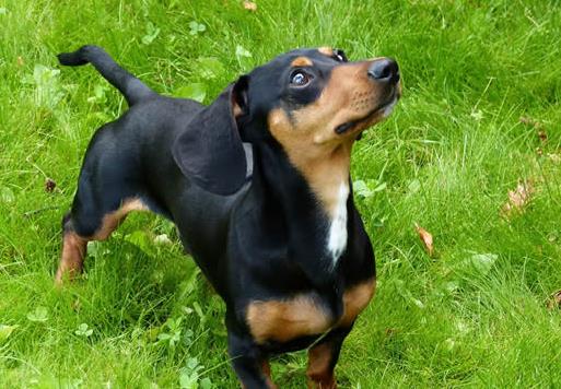 世界十大最長壽的寵物狗排名,吉娃娃、貴賓犬的壽命都很長