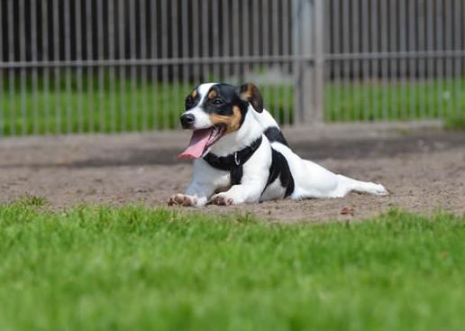 世界十大最長壽的寵物狗排名,吉娃娃、貴賓犬的壽命都很長