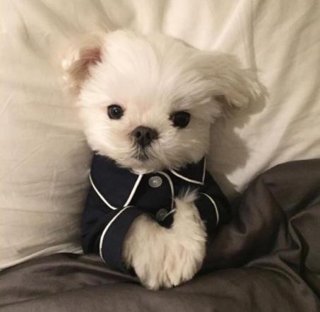 世界十大最長壽的寵物狗排名,吉娃娃、貴賓犬的壽命都很長