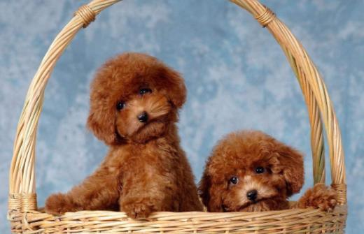 世界十大最長壽的寵物狗排名,吉娃娃、貴賓犬的壽命都很長