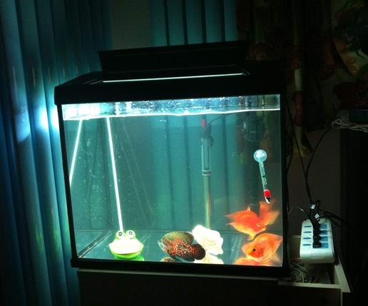 十大魚缸過濾器排名,森森、瘋狂石頭的品牌都不錯