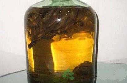 十大補(bǔ)腎壯陽(yáng)酒排名,鹿鞭酒用于腎虛,藏鷹酒溫補(bǔ)壯陽(yáng)
