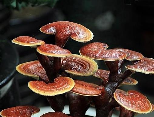 云南十大名貴藥材排名,天麻被稱為神物,三七是補血圣品
