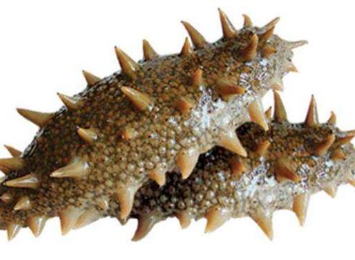 十大抗癌魚類排名,鮑魚中的鮑靈素可抗癌,帶魚抗癌能力很強