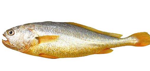 十大抗癌魚類排名,鮑魚中的鮑靈素可抗癌,帶魚抗癌能力很強