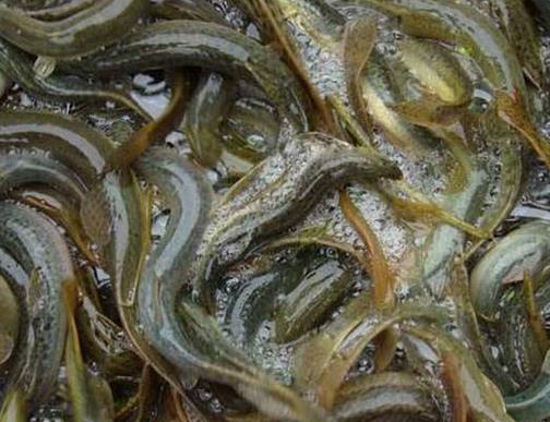 十大抗癌魚類排名,鮑魚中的鮑靈素可抗癌,帶魚抗癌能力很強