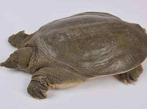 十大抗癌魚類排名,鮑魚中的鮑靈素可抗癌,帶魚抗癌能力很強