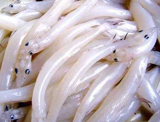 十大抗癌魚類排名,鮑魚中的鮑靈素可抗癌,帶魚抗癌能力很強