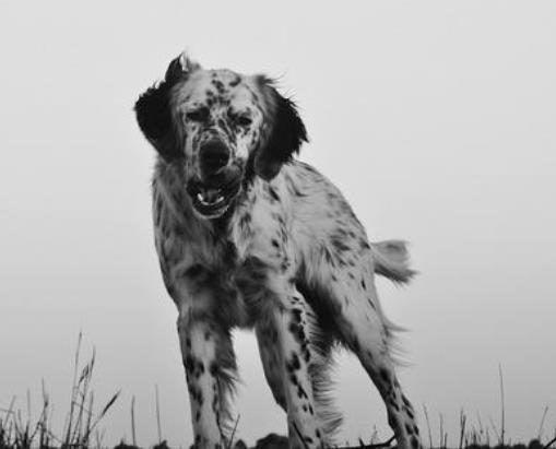 英國十大名犬排名,英國斗牛犬性情友善、英國史賓格犬熱情忠誠