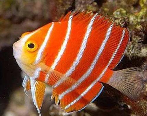 全球十大最貴的觀賞魚,血紅魚傲視群雄,白金龍魚很罕見