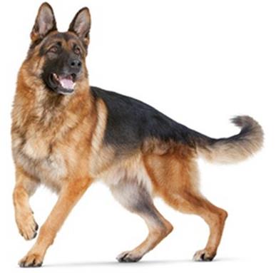 十大適合做警犬的犬種排行,德牧很有好,羅威納十分兇悍