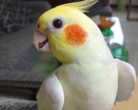 常見的十種鸚鵡排名,玄鳳鸚鵡性格溫馴,虎皮鸚鵡適合新手