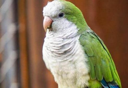 常見的十種鸚鵡排名,玄鳳鸚鵡性格溫馴,虎皮鸚鵡適合新手