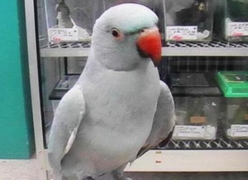 常見的十種鸚鵡排名,玄鳳鸚鵡性格溫馴,虎皮鸚鵡適合新手