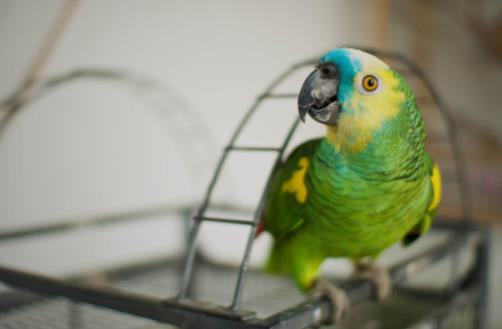 常見的十種鸚鵡排名,玄鳳鸚鵡性格溫馴,虎皮鸚鵡適合新手