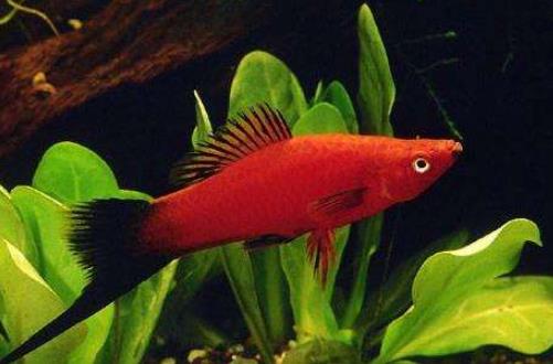 十種適合家養(yǎng)的魚排名,琉金金魚抗病力強(qiáng),泰國斗魚可單獨(dú)喂養(yǎng)