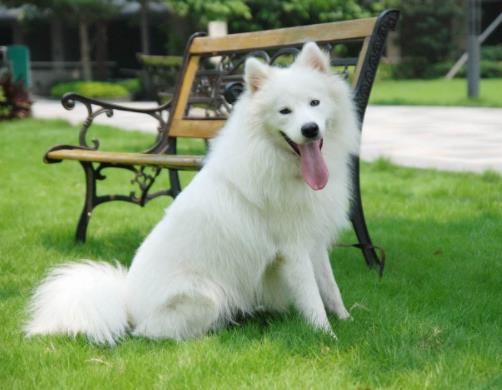 十大適合家養(yǎng)的中型狗排名,邊境牧羊犬最出名,哈士奇很搞笑