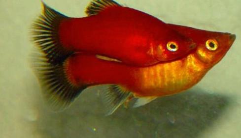 十種適合家養(yǎng)的魚排名,琉金金魚抗病力強(qiáng),泰國斗魚可單獨(dú)喂養(yǎng)