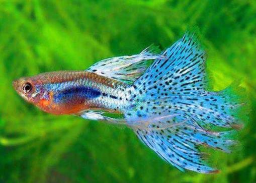 十種適合家養(yǎng)的魚排名,琉金金魚抗病力強(qiáng),泰國斗魚可單獨(dú)喂養(yǎng)