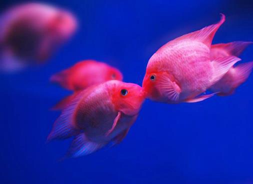 十種適合家養(yǎng)的魚排名,琉金金魚抗病力強(qiáng),泰國斗魚可單獨(dú)喂養(yǎng)