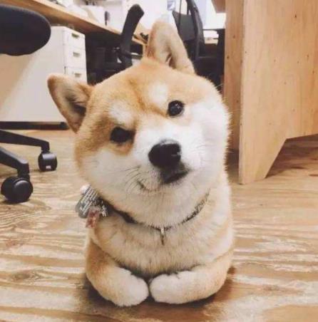 十大適合家養(yǎng)的中型狗排名,邊境牧羊犬最出名,哈士奇很搞笑
