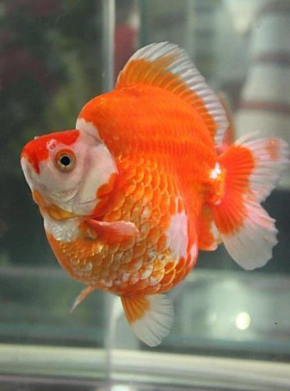 十種適合家養(yǎng)的魚排名,琉金金魚抗病力強(qiáng),泰國斗魚可單獨(dú)喂養(yǎng)
