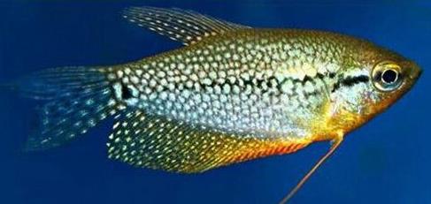 十種適合家養(yǎng)的魚排名,琉金金魚抗病力強(qiáng),泰國斗魚可單獨(dú)喂養(yǎng)