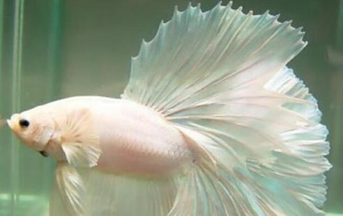 十種適合家養(yǎng)的魚排名,琉金金魚抗病力強(qiáng),泰國斗魚可單獨(dú)喂養(yǎng)